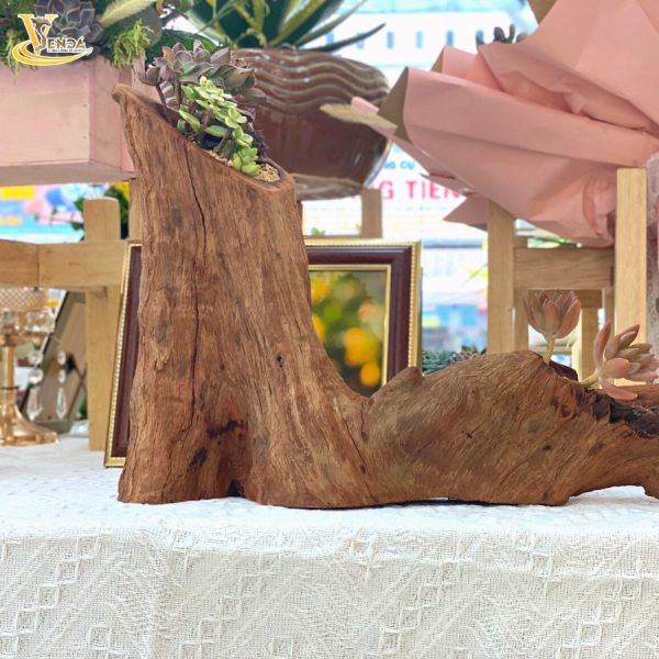Chậu Lũa Sen Đá Độc Nhất Vô Nhị - Hình ảnh 3