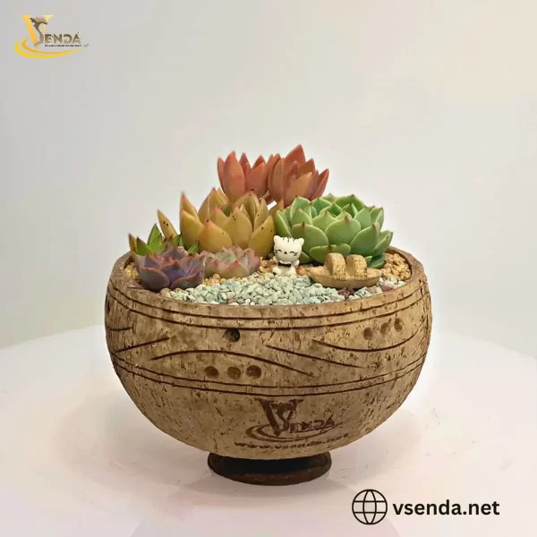 Chậu Gáo Dừa Sen Đá Mix - Hình ảnh 5