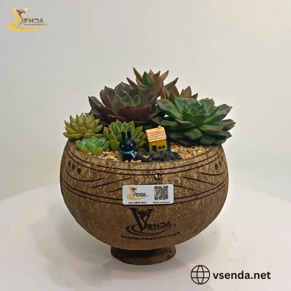 Chậu Gáo Dừa Sen Đá Mix - Hình ảnh 4