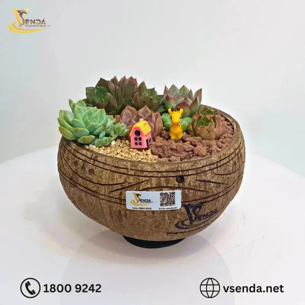 Chậu Gáo Dừa Sen Đá Mix - Hình ảnh 3