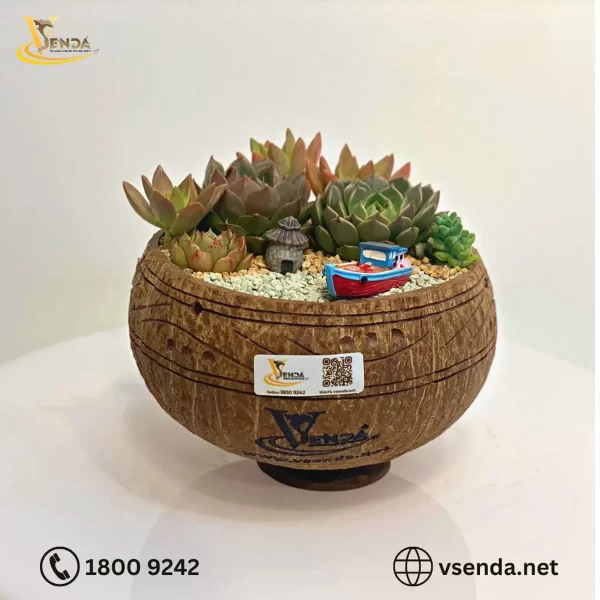 Chậu Gáo Dừa Sen Đá Mix - Hình ảnh 2
