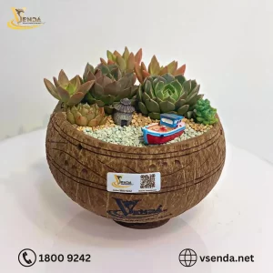 Chậu Gáo Dừa Sen Đá Mix