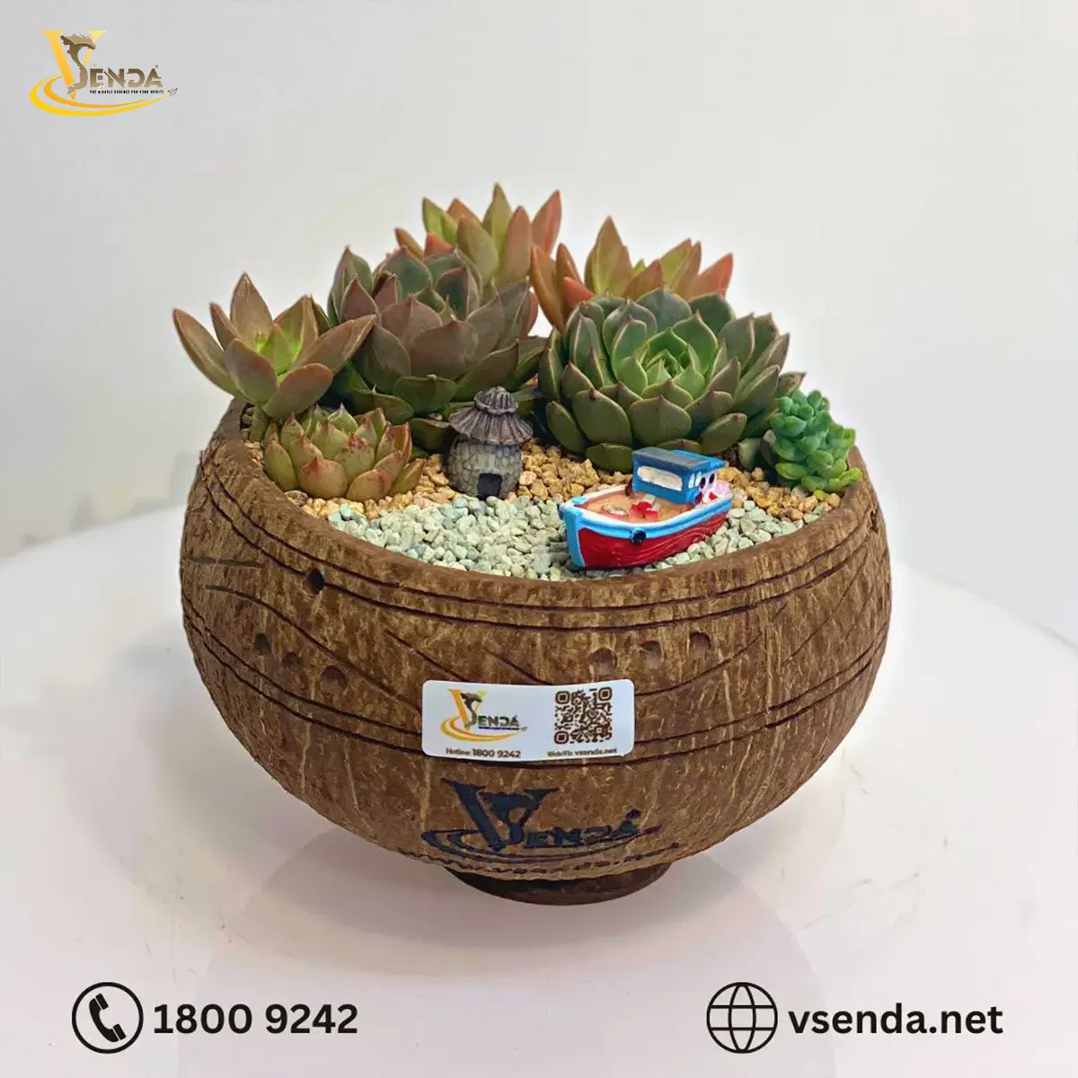 Chậu Gáo Dừa Sen Đá Mix