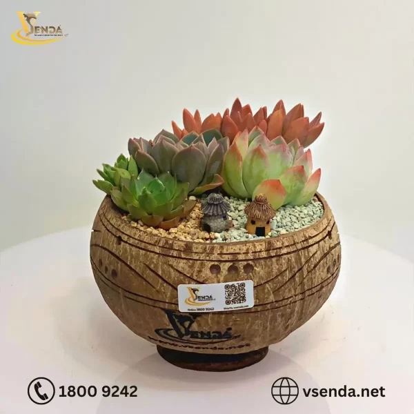Chậu Gáo Dừa Sen Đá Mix - Hình ảnh 6
