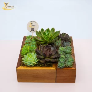 Gỗ Ghép Sen Đá Thiên Thanh