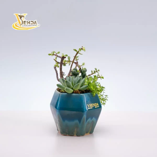 Trà Nguyệt - Hình ảnh 2