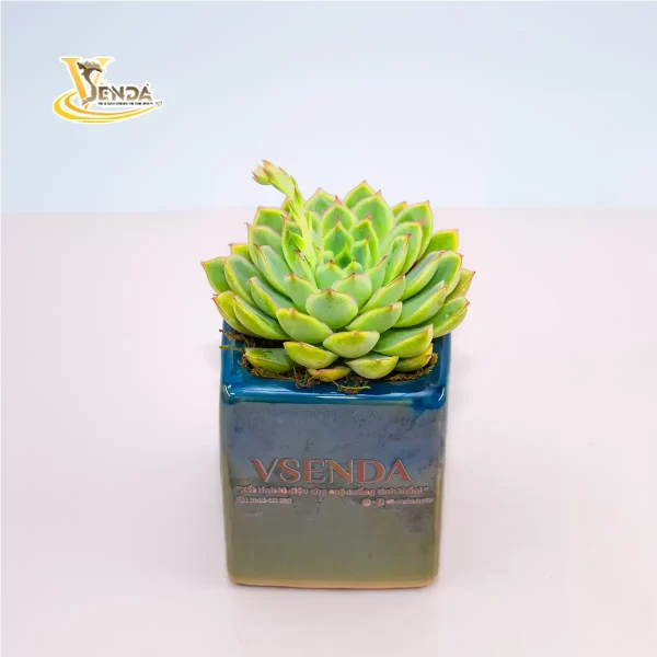Bụi cảnh - Hình ảnh 2