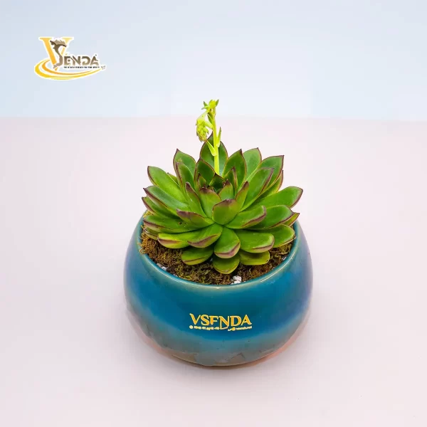 Đế vương - Hình ảnh 2