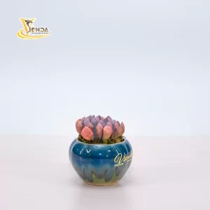 Echeveria