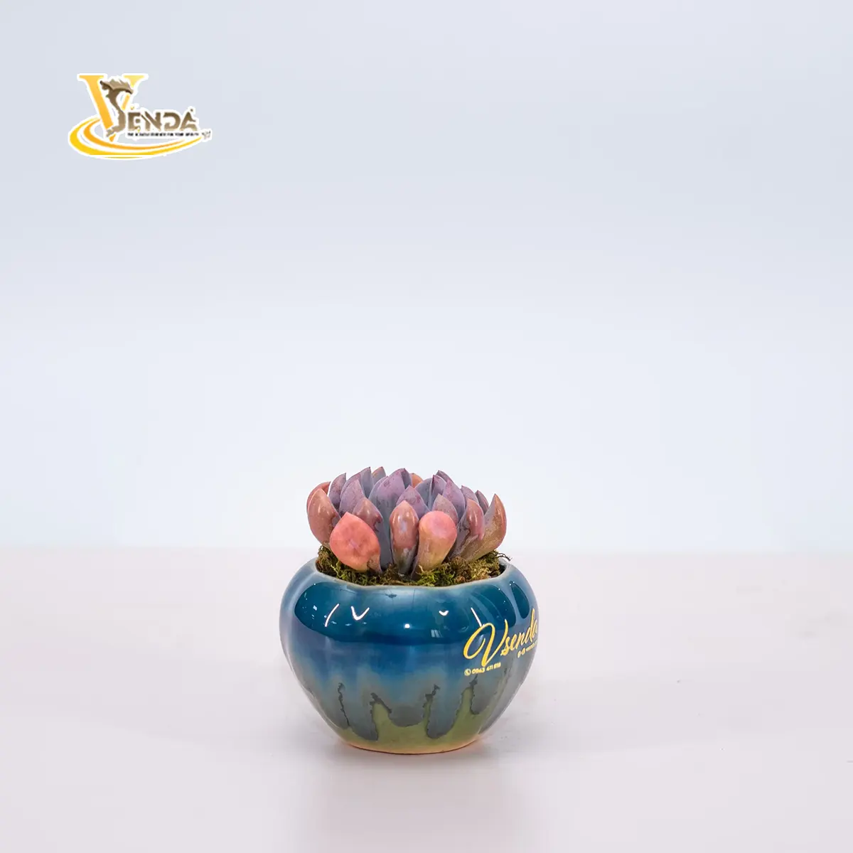 Echeveria