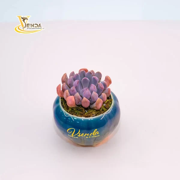 Echeveria - Hình ảnh 2