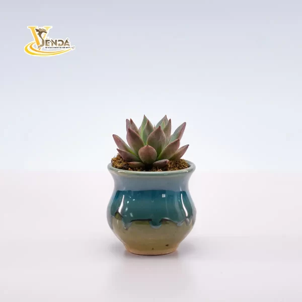 Men sứ mini