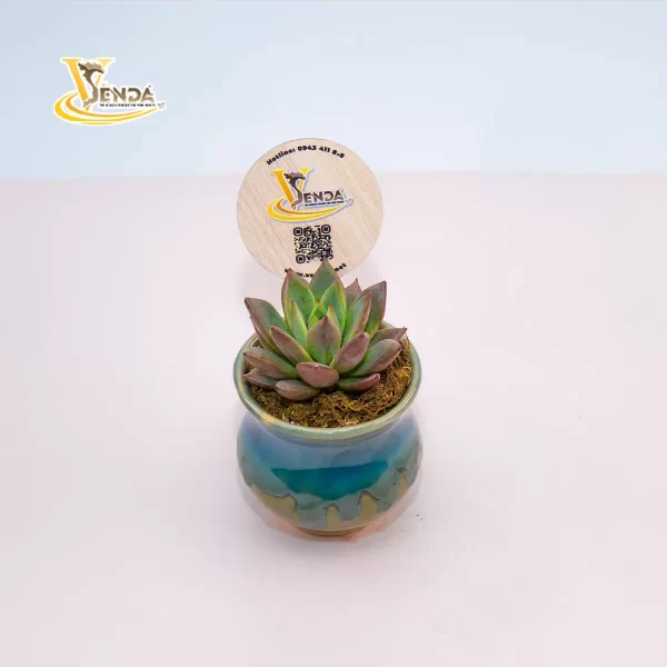 Men sứ mini - Hình ảnh 2