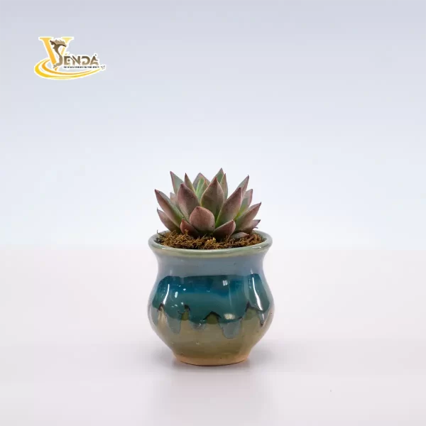 Men sứ mini - Hình ảnh 3