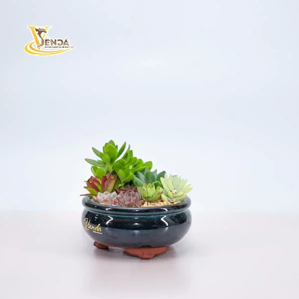 Giấc mơ - Hình ảnh 2