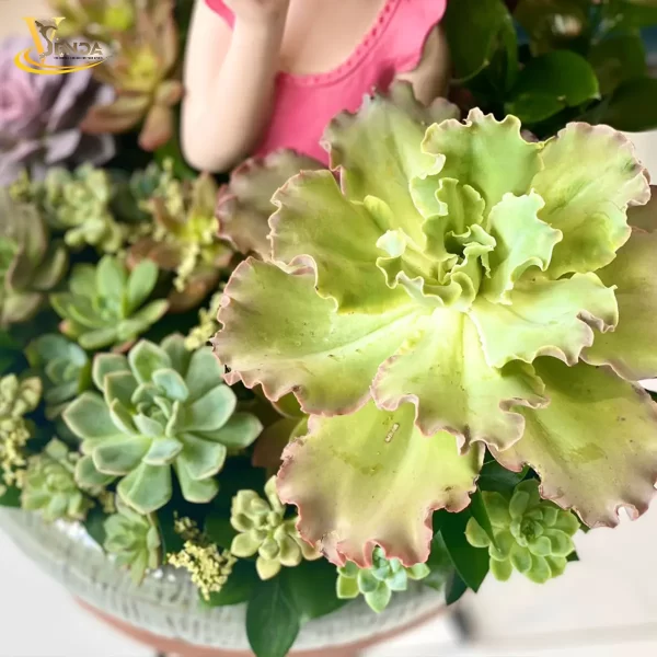 Chậu sen đá cô gái - Hình ảnh 2