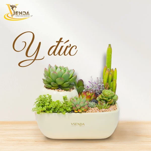 Y Đức - Hình ảnh 2