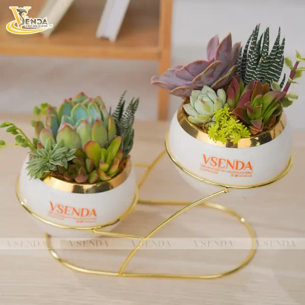 Chậu Sen Đá Quả Táo Vàng - Hình ảnh 2