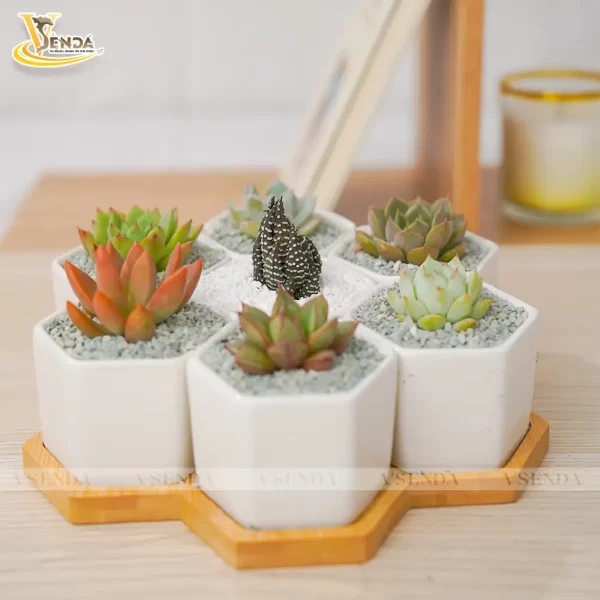 Chậu Sen Đá Garden - Hình ảnh 2