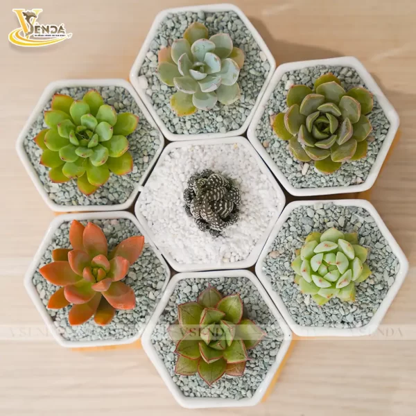 Chậu Sen Đá Garden - Hình ảnh 3