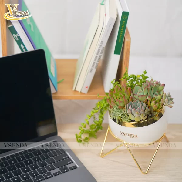 Chậu Sen Đá Giai Ý - Hình ảnh 2