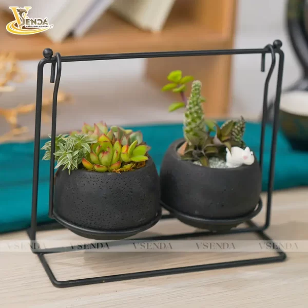 Chậu Sen Đá Xích Đu - Hình ảnh 2