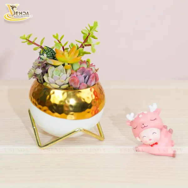 Chậu Sen Đá Sunny - Hình ảnh 2