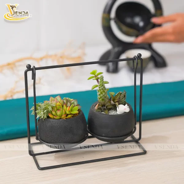 Chậu Sen Đá Xích Đu - Hình ảnh 3