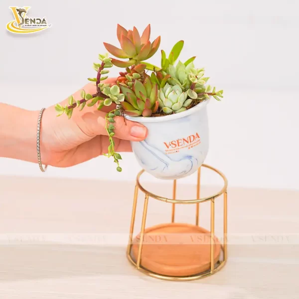 Chậu Sen Đá Ombre - Hình ảnh 3