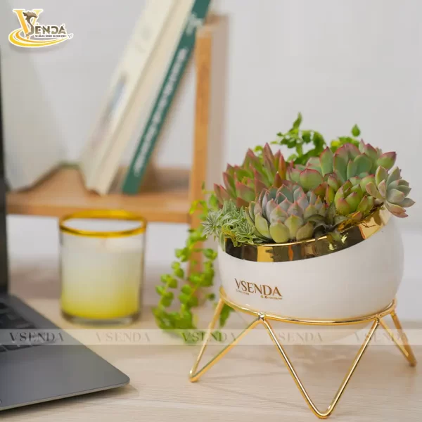 Chậu Sen Đá Giai Ý - Hình ảnh 3