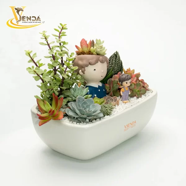Chậu Sen Đá Cao Lãng - Hình ảnh 2