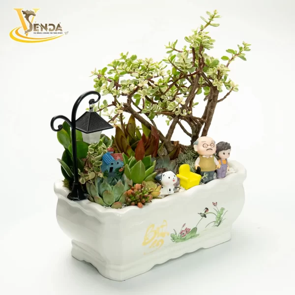 Chậu sen đá Bách Điền - Hình ảnh 3