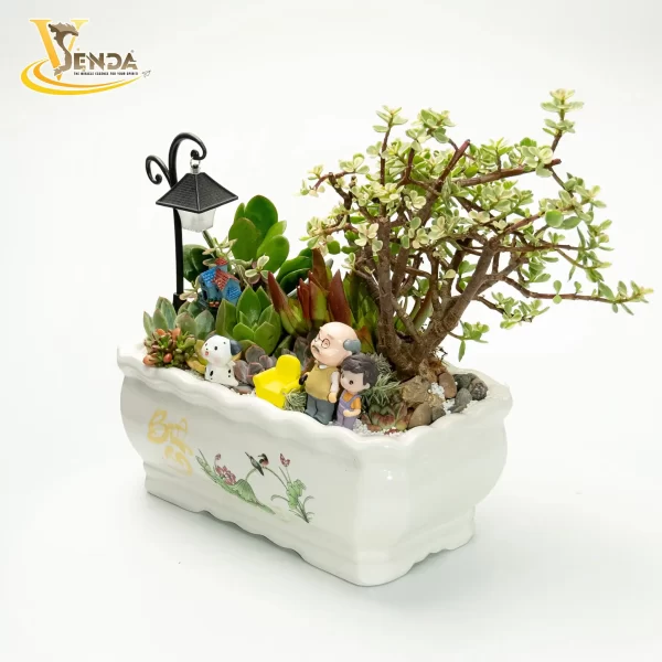 Chậu sen đá Bách Điền - Hình ảnh 2