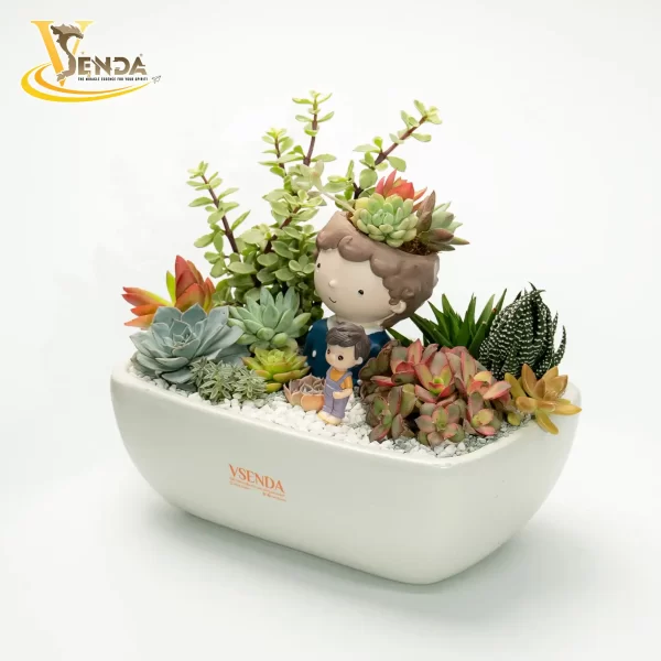 Chậu Sen Đá Cao Lãng - Hình ảnh 3