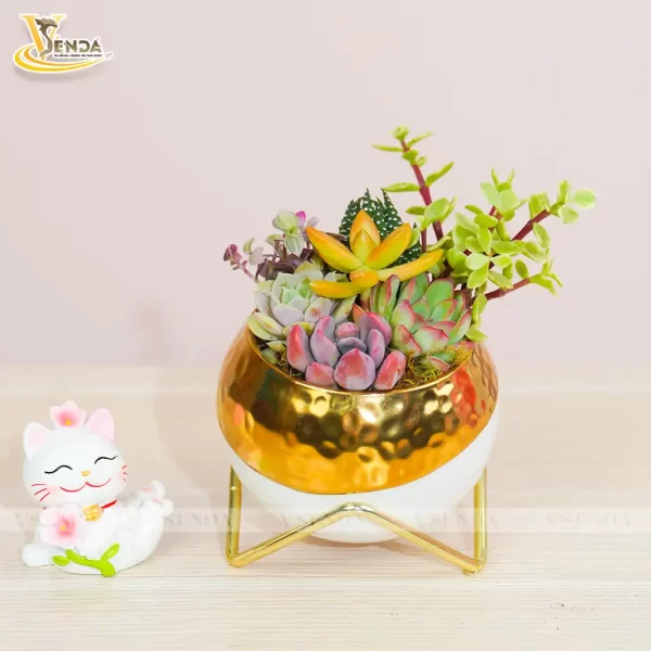 Chậu Sen Đá Sunny - Hình ảnh 3