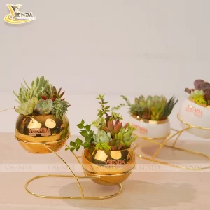 Chậu Sen Đá Quả Táo Vàng