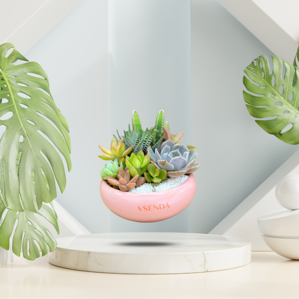 Sen Đá Tiểu Cảnh Sắc Xanh - Hình ảnh 2