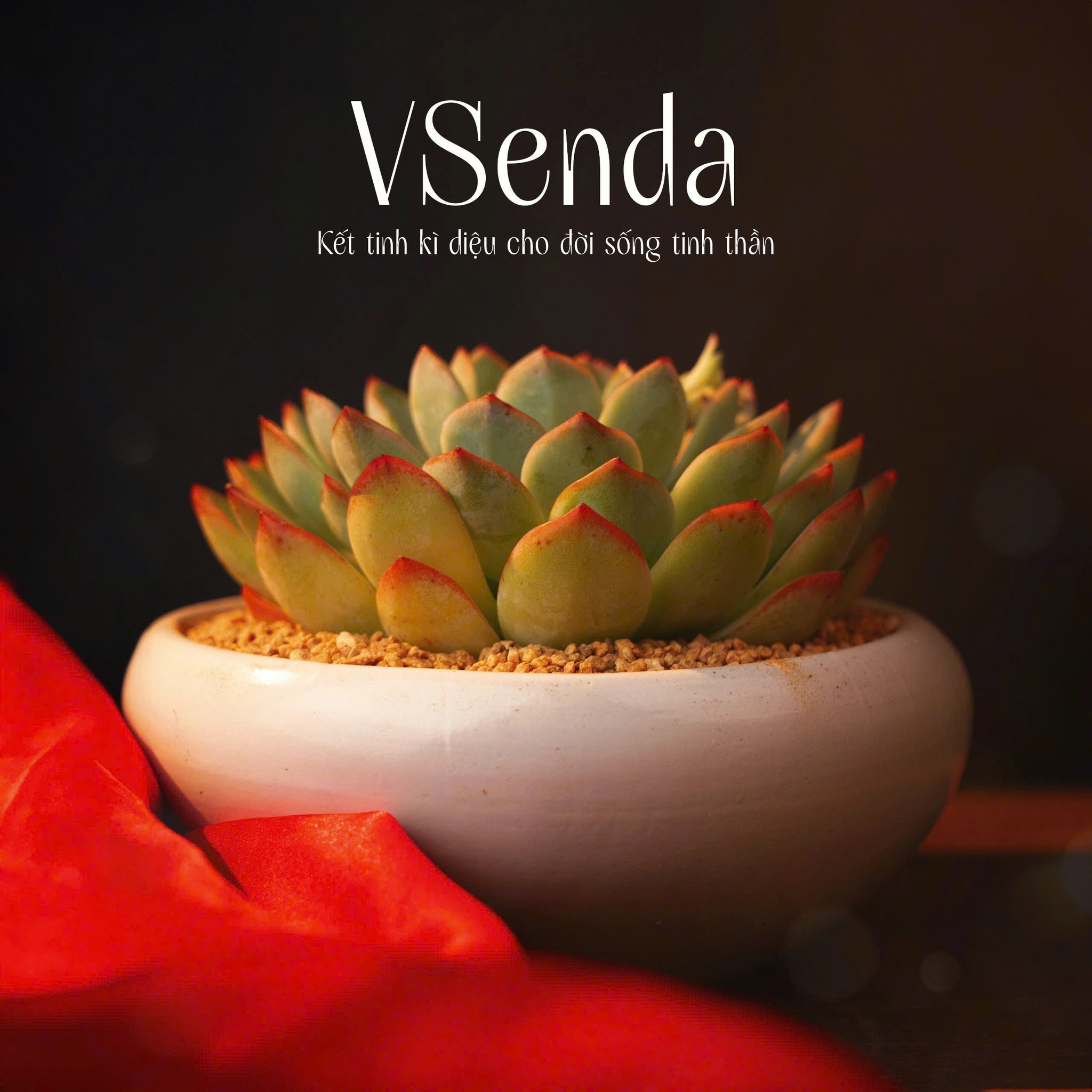 Chậu Sen Đá Mộng Xanh
