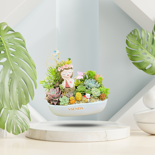 Tiểu Cảnh Sen Đá Nhẹ Nhàng