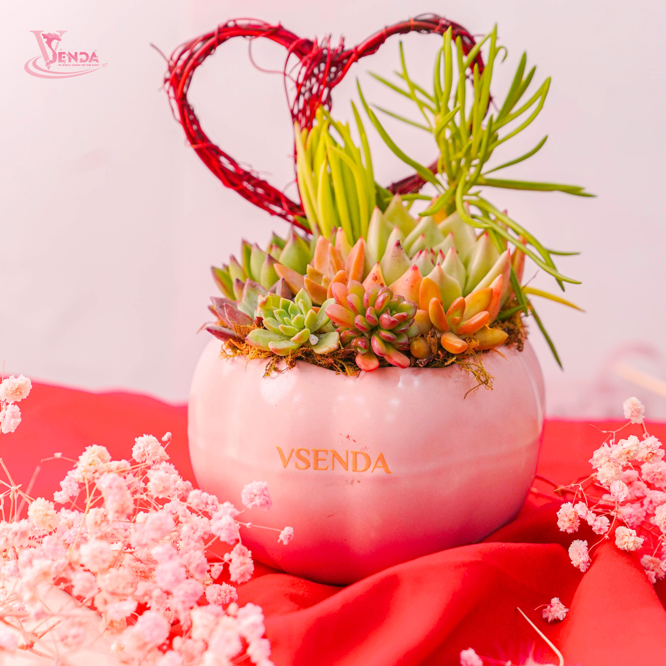 Hoa Sen Đá Chậu Bí Hồng Valentine