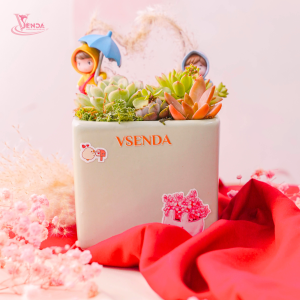 Hoa Sen Đá Chậu Vuông Vsenda