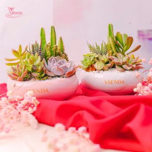 Chậu Sen Đá Xương Rồng Ang Tròn Couple Valentine