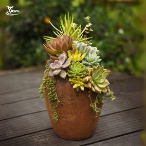 Sen Đá Bàu Trúc Nghệ Thuật 4